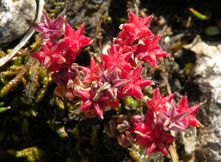 Sedum atratum